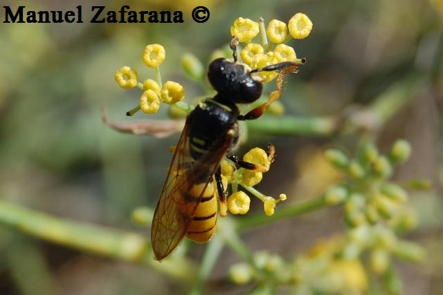 Femmina di Philanthus triangulum (Crabronidae)